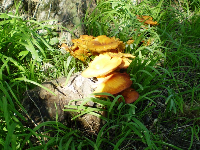 Omphalotus olearius (?) con ospite